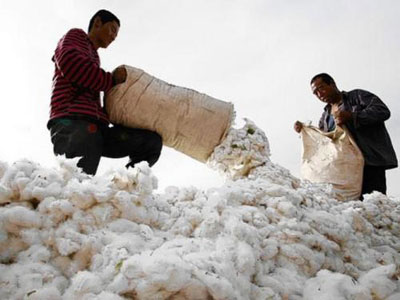 Coton : Les prix baissent sur fond d’exportations faibles