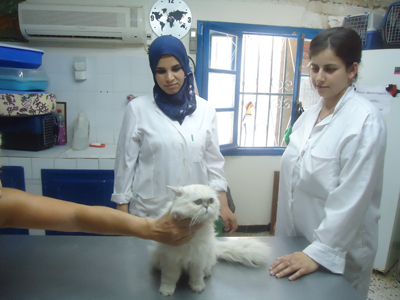 Gestion des carrières: Les vétérinaires protestent