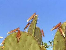 In-Salah : lancement d’une campagne de lutte contre le criquet dans les périmètres agricoles à In-Ghar