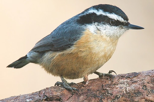 Journée mondiale de la biodiversité: Rencontre sur la sittelle de Kabylie