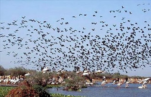 Journée mondiale des oiseaux migrateurs: la criminalité faunique doit être sévèrement réprimée