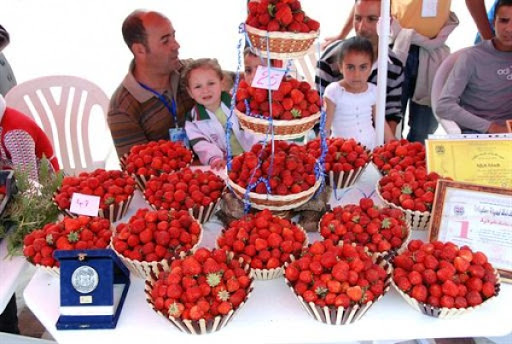 La fraise de Skikda, la reine indétrônable de tous les fruits