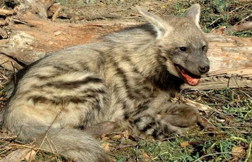 La hyène rayée réapparaît dans plusieurs régions des Aurès
