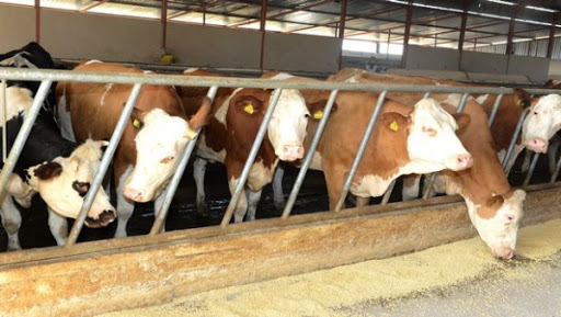 La production du lait et des viandes rouges tributaire du développement de la culture de fourrage