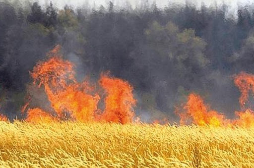 Oum El-Bouaghi : 17 hectares de céréales et 570 bottes de foin détruits par le feu