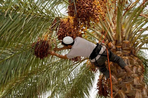 Phoeniculture au Sud: plus de 85 millions DA pour la lutte contre les maladies du palmier
