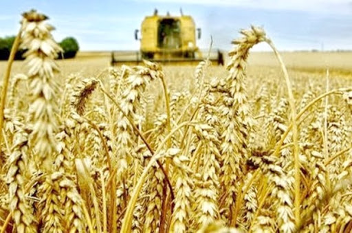 Production céréalière à Aïn Témouchent : Les prévisions revues à cause de la pluie