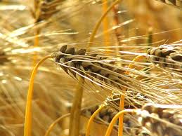 Relizane : près de 80 pc des récoltes de céréales affectés par la faible pluviométrie