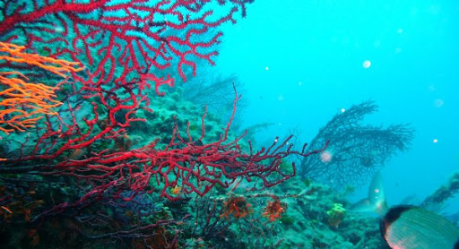 Retour de la pêche du corail sur le littoral algérien