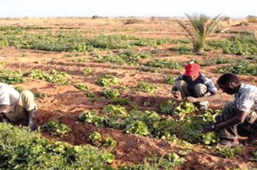 Rôle de l’agriculture dans la libération de l’économie nationale des hydrocarbures: Les agriculteurs et éleveurs de Touggourt exposent leurs problèmes