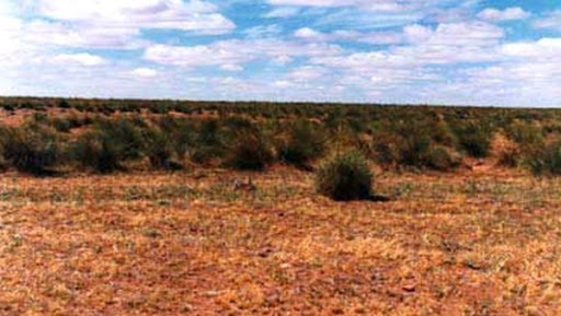 Saida: l’expérience de plantation de l’alfa étendue dans les zones steppiques