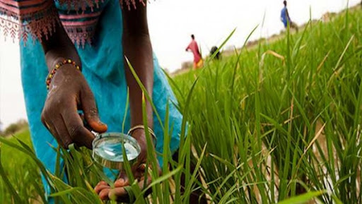 Seulement 4% de l’aide humanitaire attribués au secteur agricole dans le monde