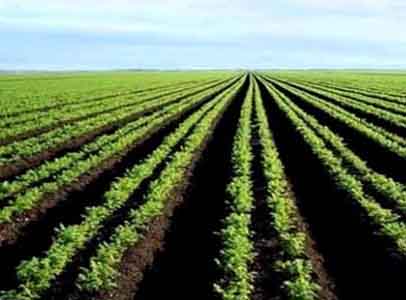 Skikda : 50 exposants aux portes ouvertes sur l’investissement dans l’agriculture et la pêche