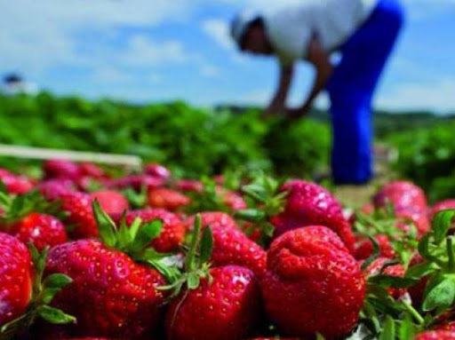 Skikda: Abdelaziz Younes, lauréat du concours du meilleur producteur de fraises