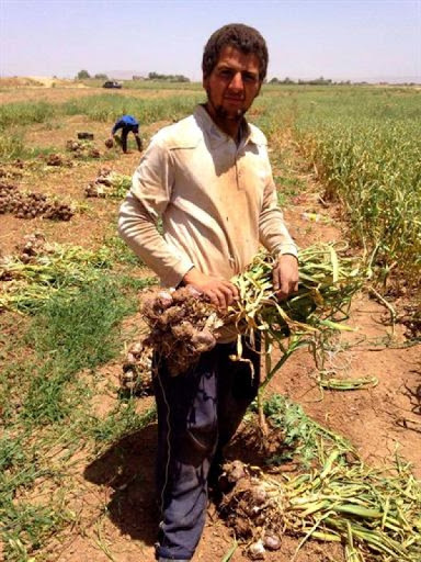 Teleghma (Mila) : production abondante d’ail et pôle futur du froid