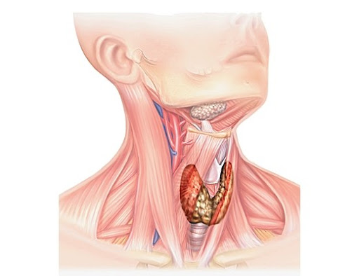 Trouble de la thyroïde: L’Algérie participe à la campagne mondiale de sensibilisation