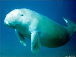 Un bébé cachalot mort échoue sur la plage de Collo