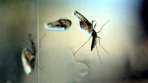 Une bactérie réduit la capacité des moustiques à transmettre le Zika