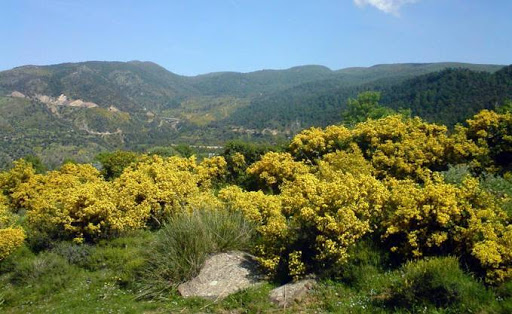 Une entreprise marseillaise s’intéresse aux plantes des Hauts plateaux