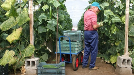 Une étude de faisabilité pour l&rsquo;application d&rsquo;un modèle agricole espagnol en Algérie