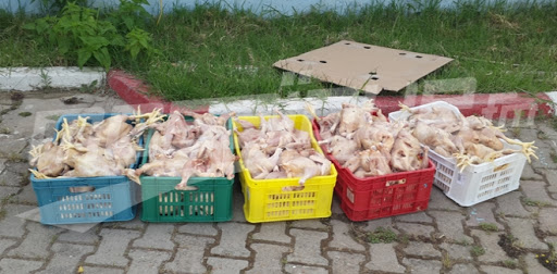 2,491 tonnes de viandes blanches saisies en 10 jours