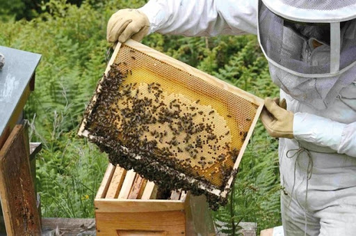 Apiculture À BÉJAÏA :Une coopérative en attendant un rucher-école