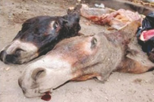 Après la découverte des restes d’un baudet découpé: Suspicion de commercialisation de viande d’âne