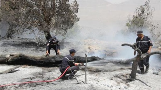 Biskra: plus de 480 hectares de la forêt de Mezbel ravagés par les flammes