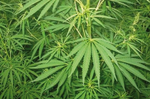 Blida : Découverte d’une plantation de cannabis à Bouarfa