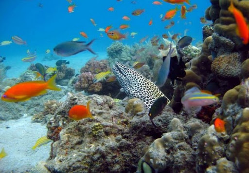 Colloque international sur la Biodiversité marine en préparation à l’Université d’Oran