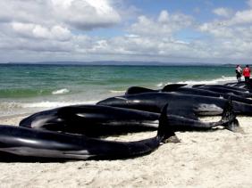 Indonésie : 32 baleines-pilotes s’échouent sur une plage de Java