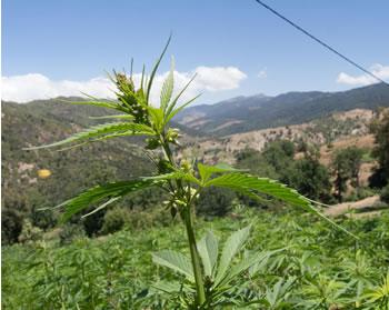 Le maroc garde sa place de premier producteur de cannabis: Le royaume continue de « shooter » la planète