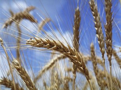 Marché agro-alimentaire : L&rsquo;Algérie accorde la priorité absolue au secteur agricole