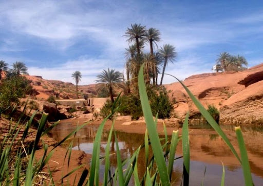 Naâma: l’Oasis de Tiout, un lieu de détente pour de nombreuses familles