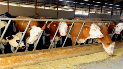 Plus de 1.300 cas de brucellose humaine diagnostiqués à Ghardaïa