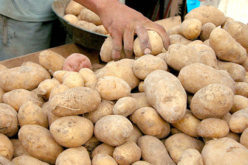Premières expéditions de pommes de terre vers l’étranger
