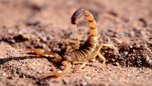 Recul des décès par envenimation scorpionique