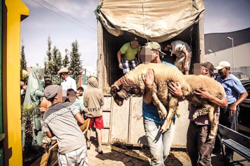 Sétif : Distribution de près de 100 moutons et 9 béliers
