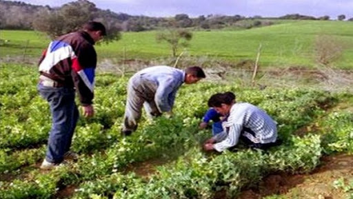 Souk Ahras: le secteur agricole renforcé par les stagiaires de la formation professionnelle
