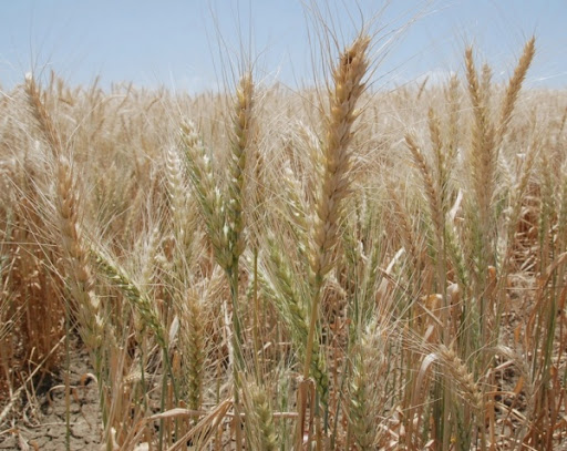 Tiaret: le Premier ministre donne le coup d’envoi de la campagne moisson-battage