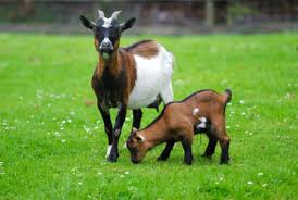 Tindouf : trois foyers de brucelloses chez les caprins circonscris