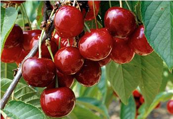 Un insecte détruit le fruit à larbaâ nath irathen :Fini le temps des cerises?