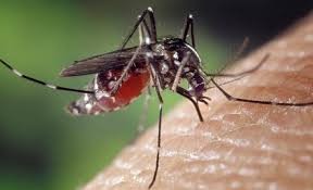 Un nouveau cas du virus Zika diagnostiqué en France