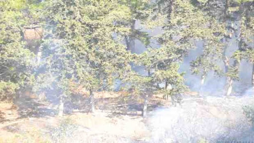 24 feux de forêts enregistrés et plus de 199 hectares détruits en 24 heures