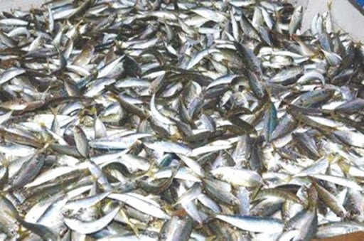 À Alger et les wilayas limitrophes: La sardine à 500 DA !