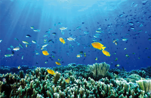 Autorité internationale des fonds marins : L’Algérie élue au conseil