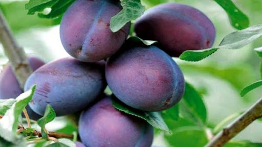 Béjaïa: la localité de Laalam célèbre la prune, son fruit « fétiche »