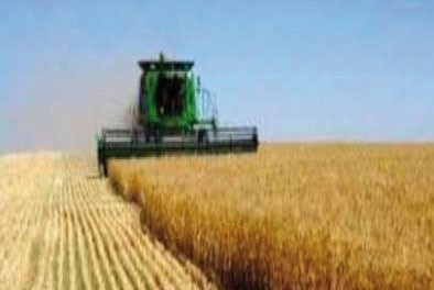 Campagne moissons-battages à Constantine: Une prévision optimiste pour la récolte des lentilles