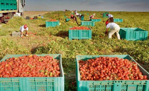 Collecte de la tomate industrielle sur fond de tensions