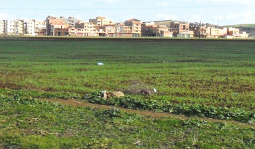 Des terrains fictifs vendus à 600 millions de centimes à alger